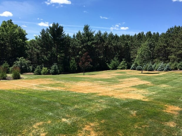 leaf blight rainmaster 1