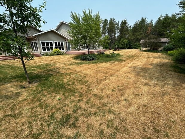 ascochyta leaf blight on a minnesota lawn