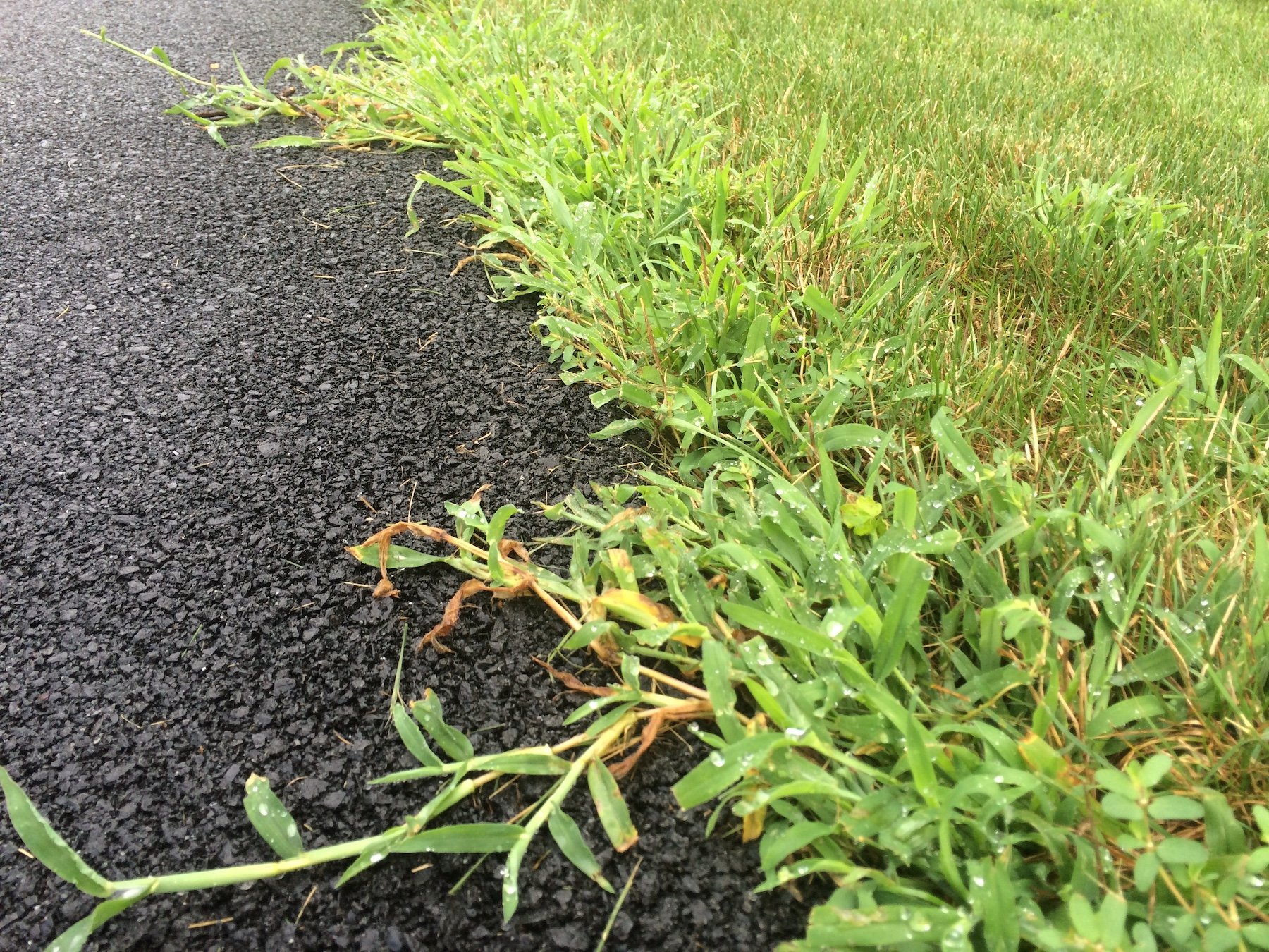 Crabgrass along edge of pavement