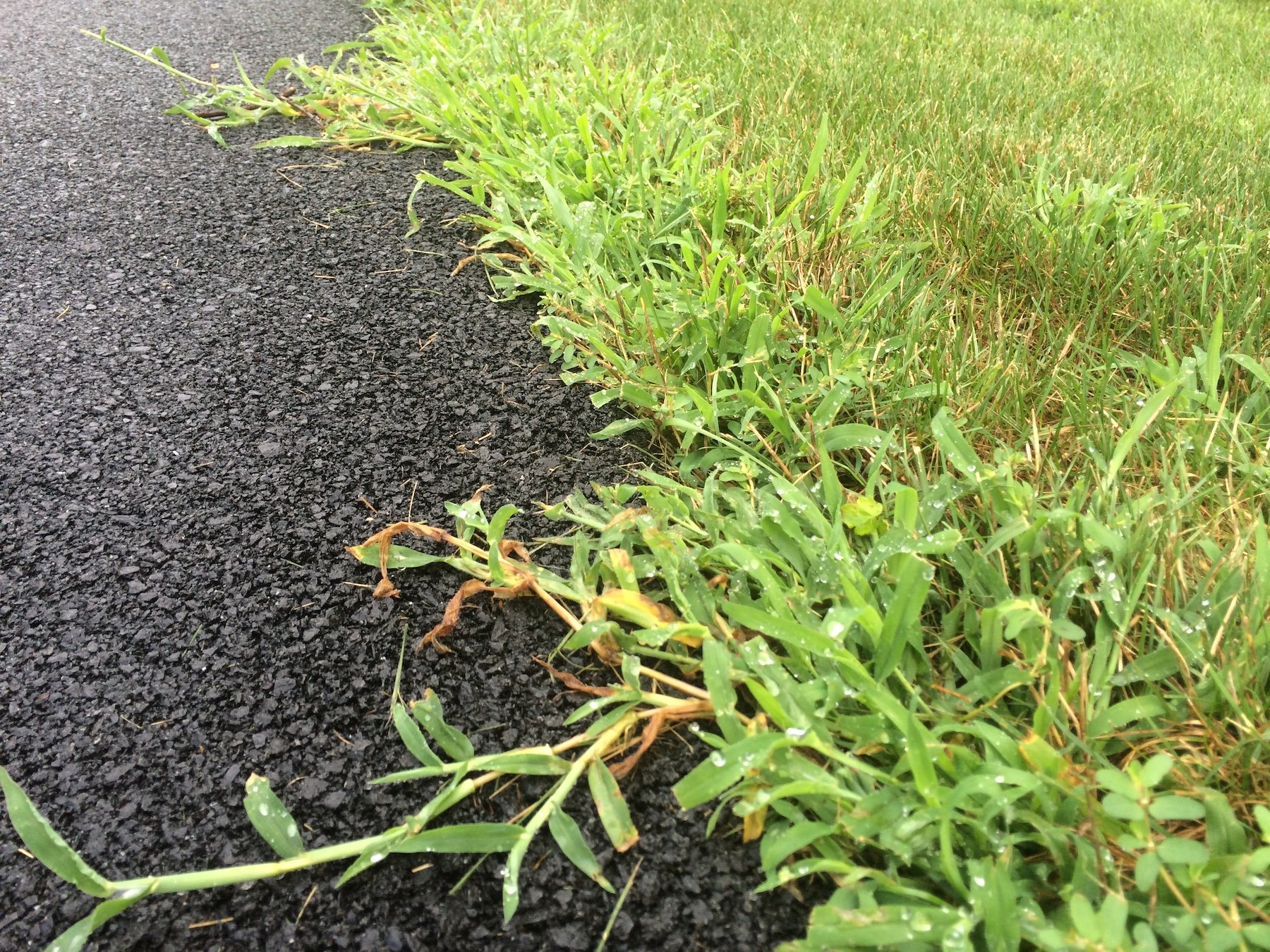 crabgrass along the edge of a lawn and pavement