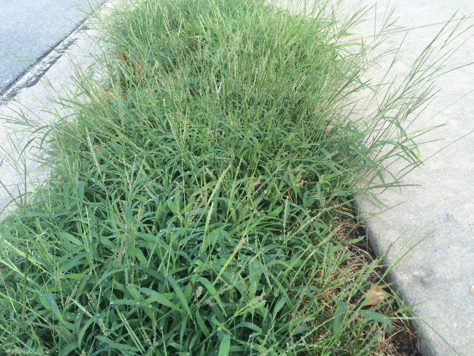 Crabgrass with seedheads in an area of lawn