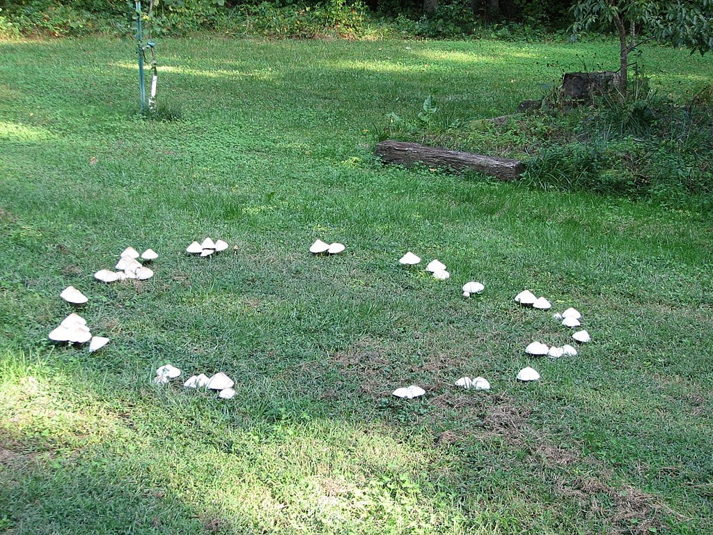 CC- Fairy Ring