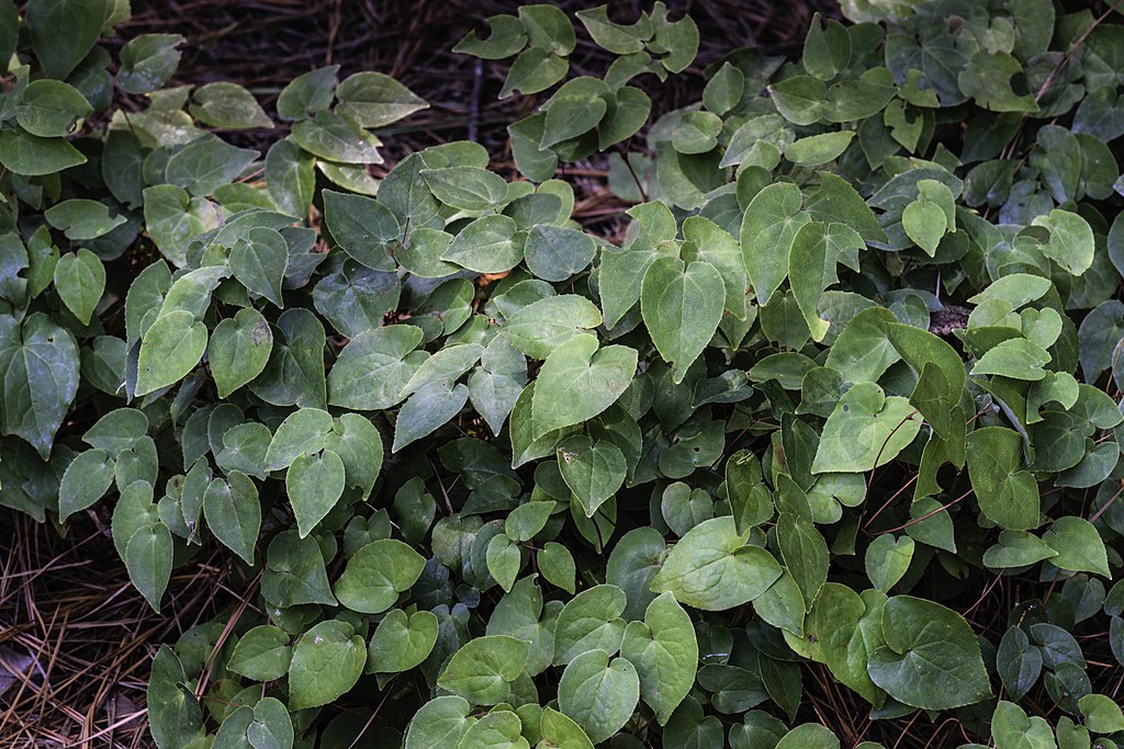 Barrenwort groundcover