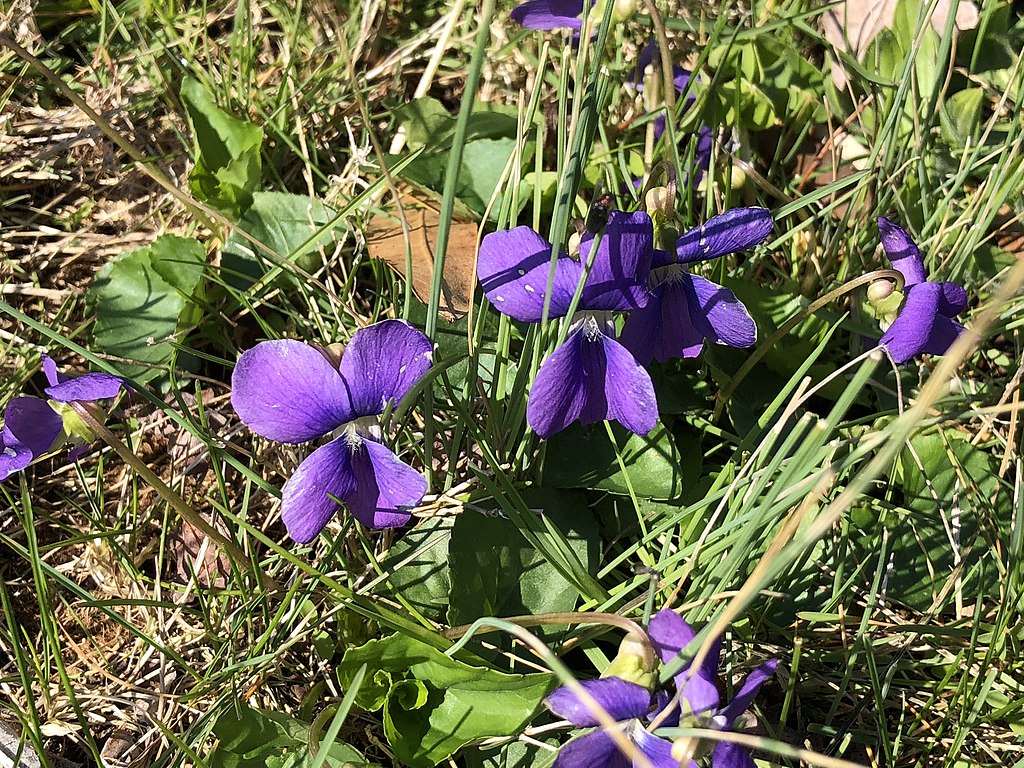 wild violet lawn weed