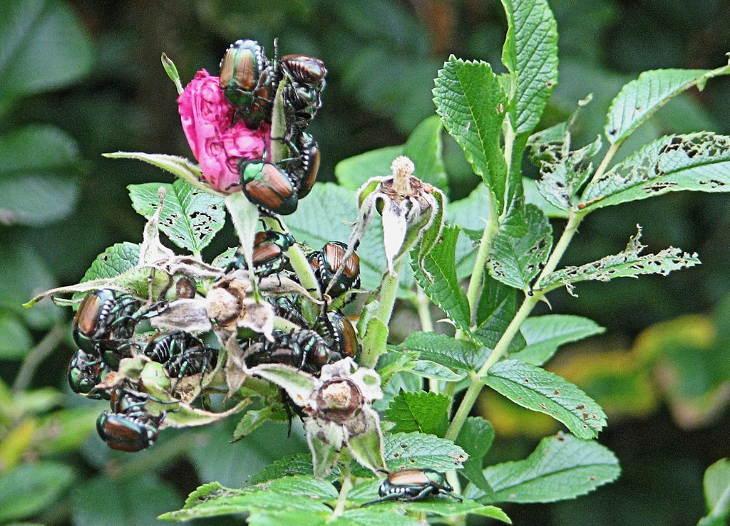 Japanese Beetle on roses