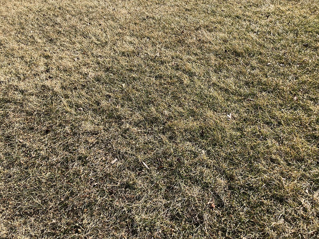 brown grass in winter