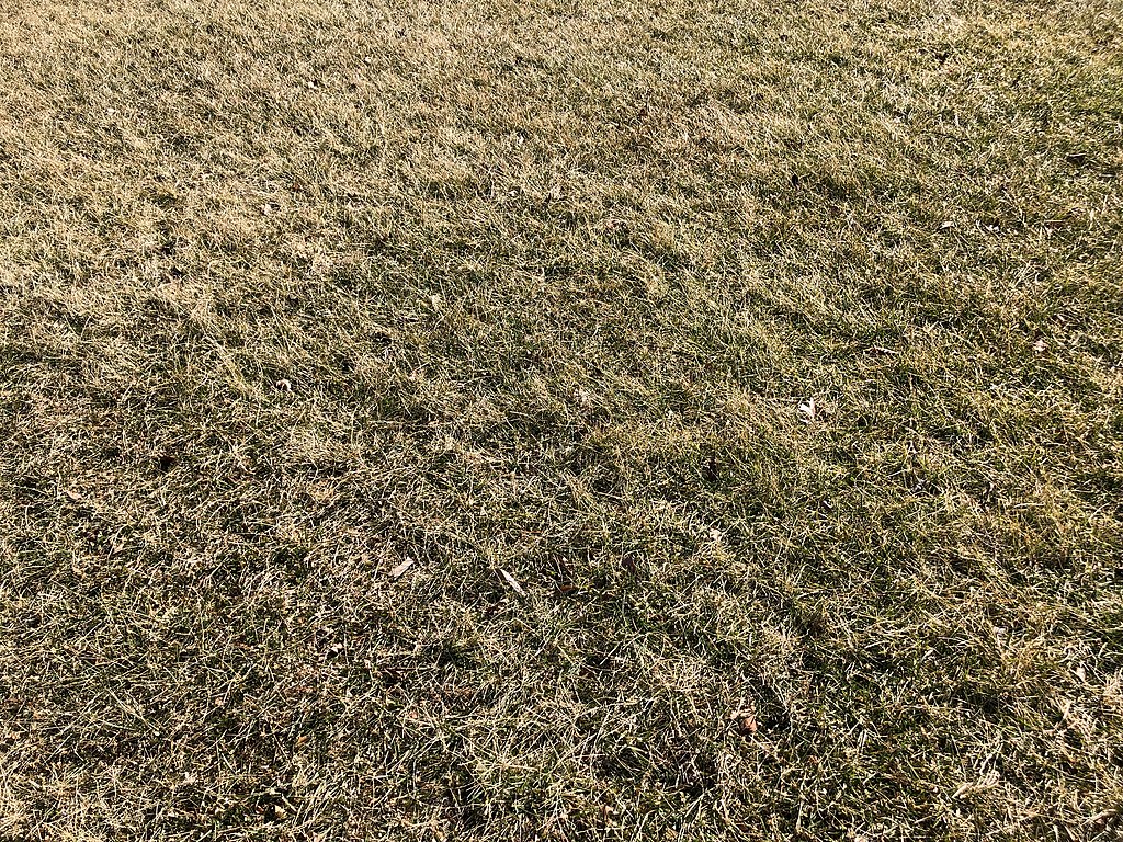 dormant brown grass in winter time