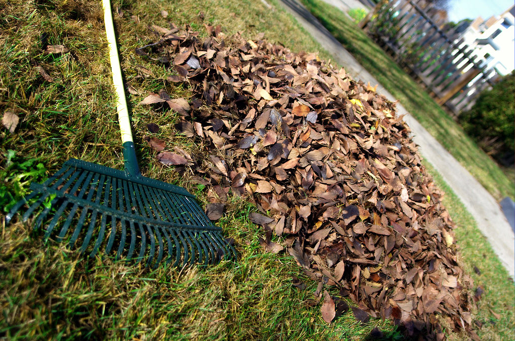 rake with a pile of leaves on lawn