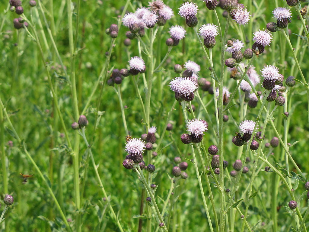 Canada thistle lawn weed