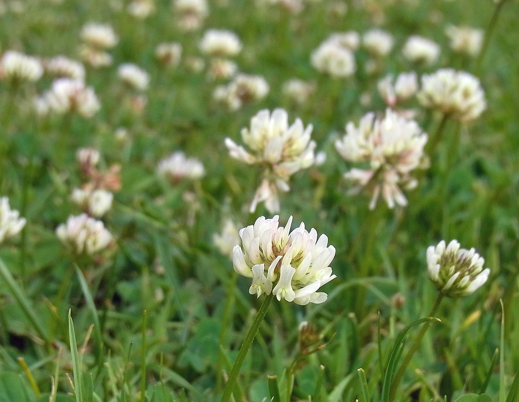 Clover lawn weed