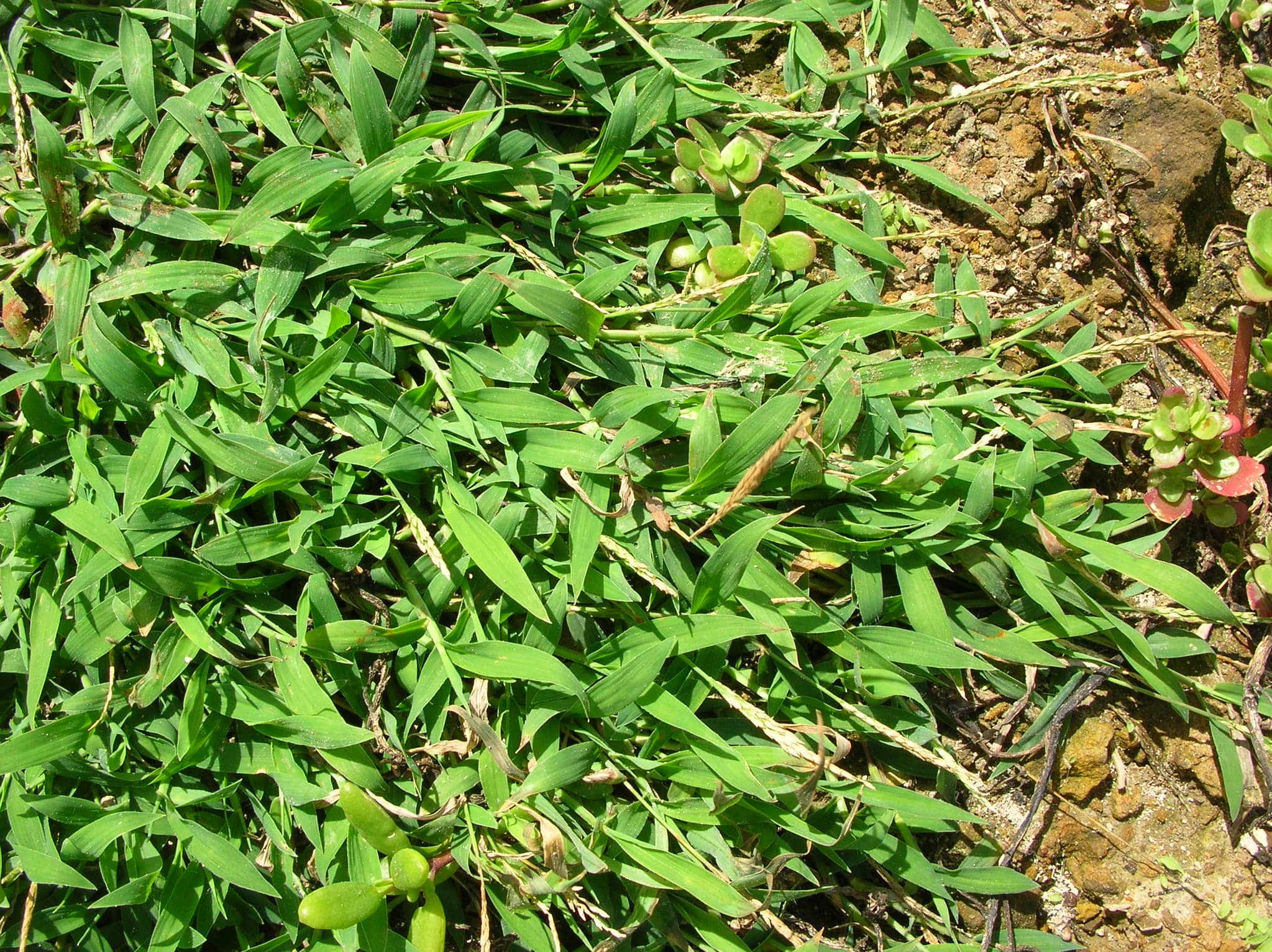Crabgrass 2 (Digitaria sanguinalis) CC