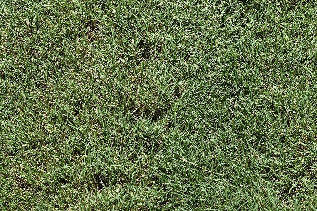 Creeping Bentgrass CC