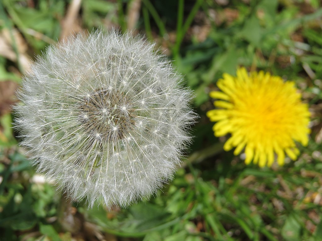 Dandelion lawn weeds