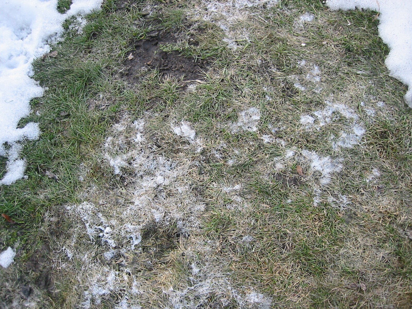 Gray Snow Mold