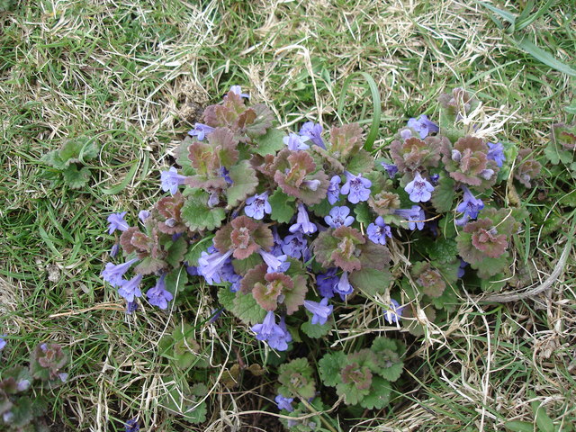 Creeping Charlie/Ground Ivy lawn weed