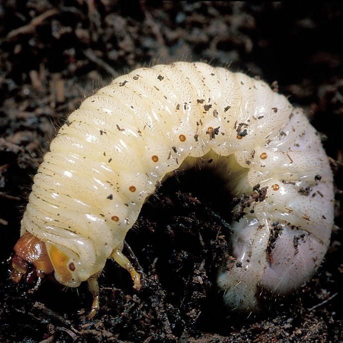 lawn grub closeup