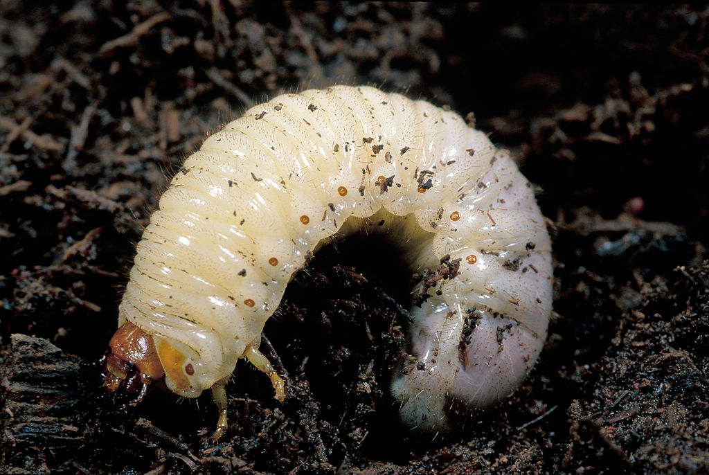 lawn grub closeup in soil