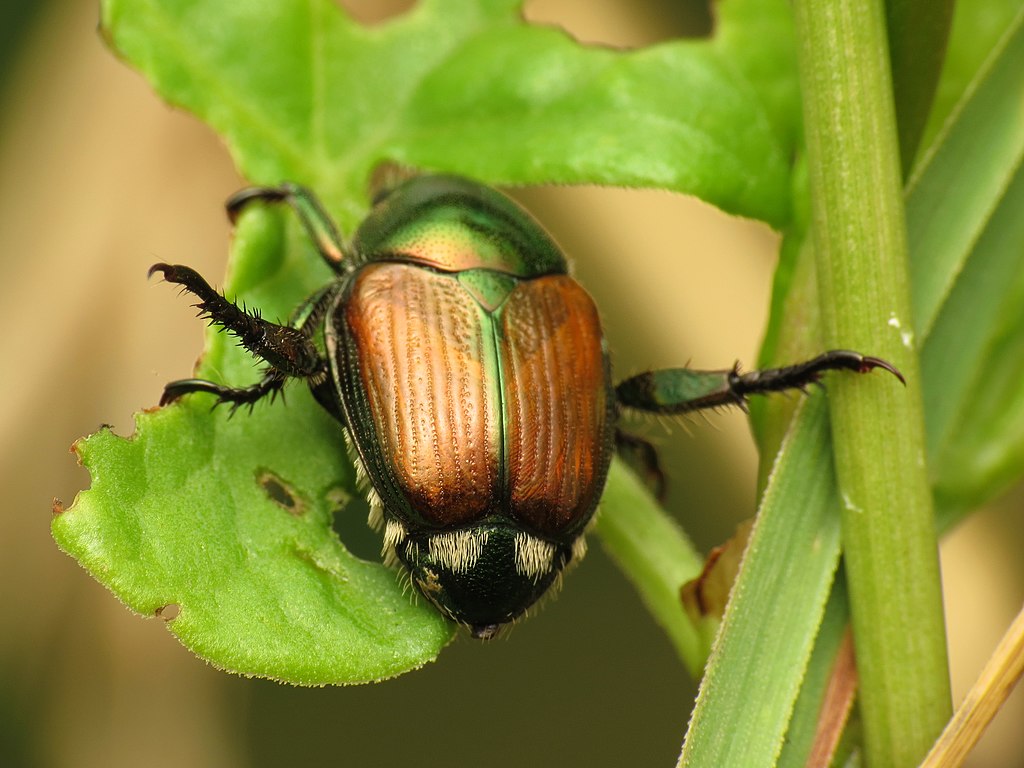 How to Get Rid of Japanese Beetles - Grass Pad