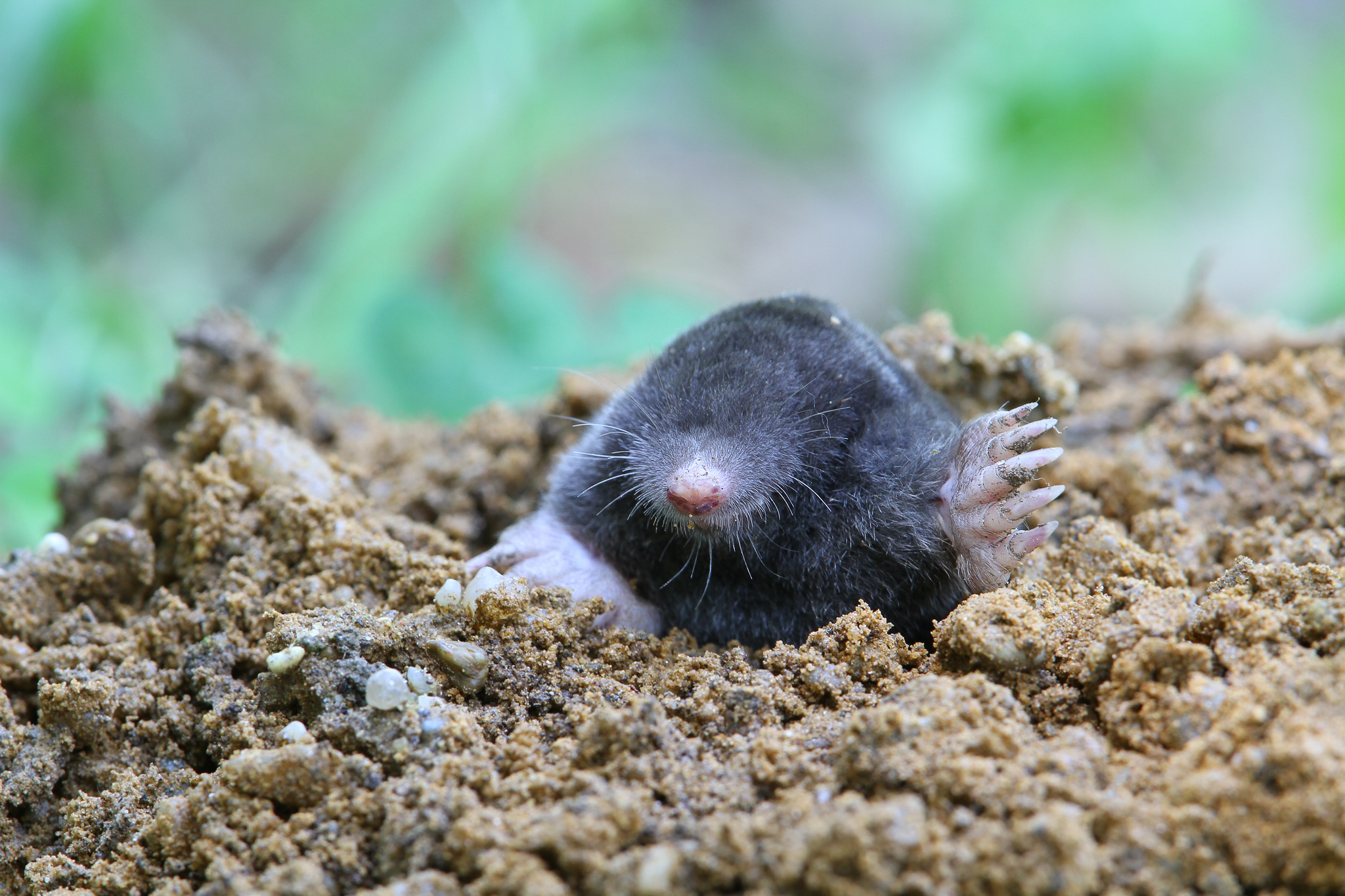 Mole in Lawn (CC)