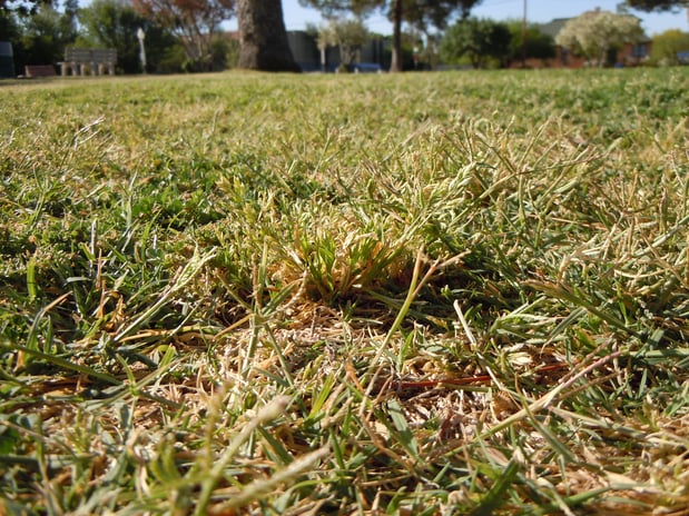 Poa annua weed CC