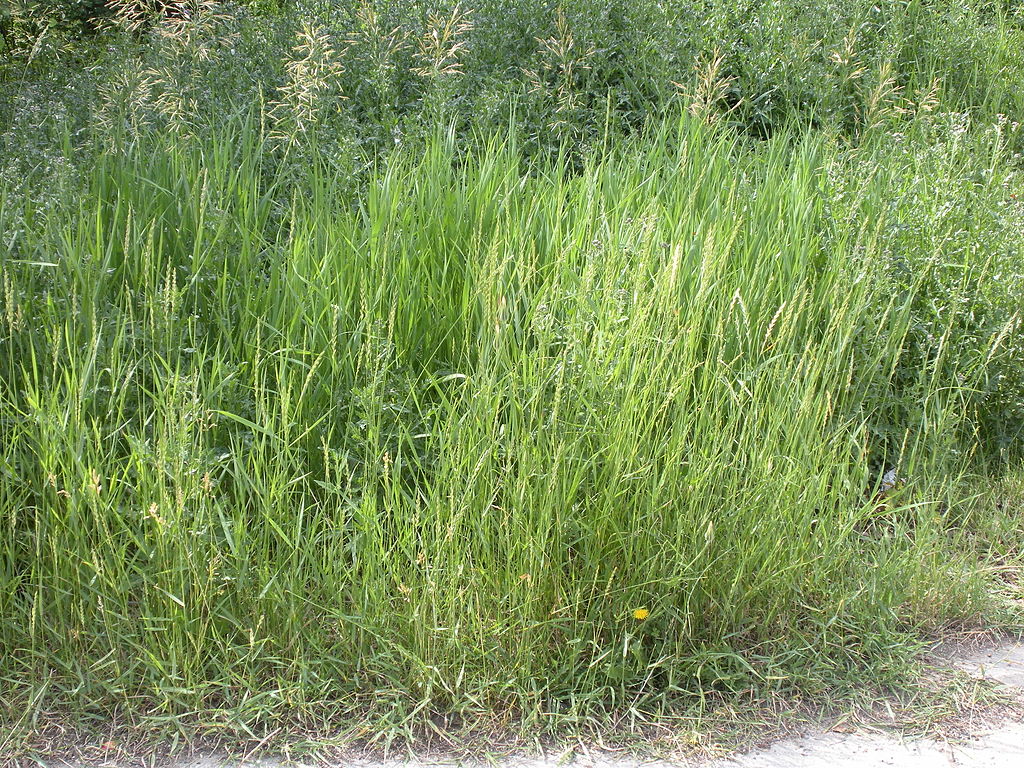 Quackgrass lawn weed