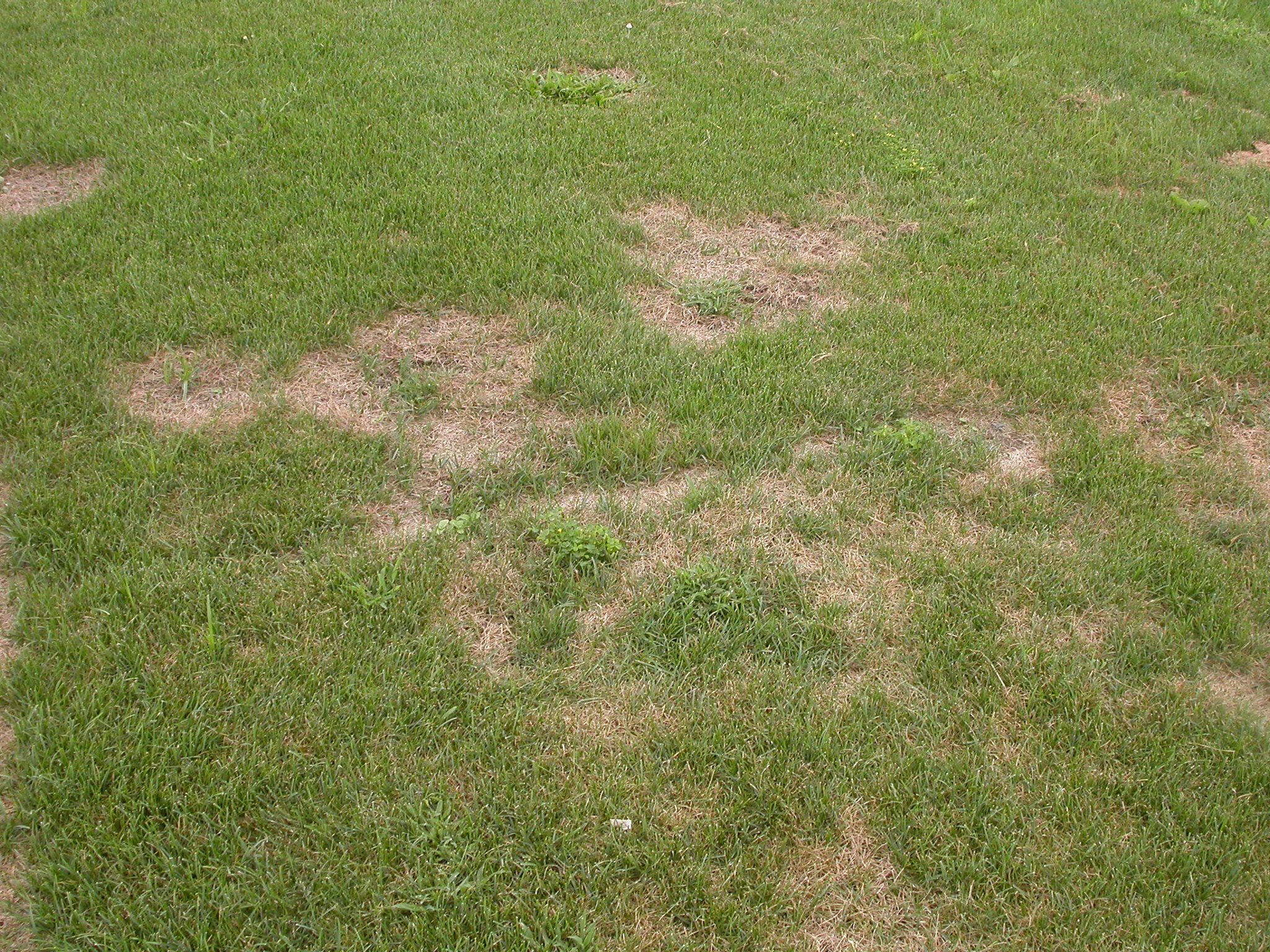 Summer Patch Lawn Disease (Magnaporthe poae) CC