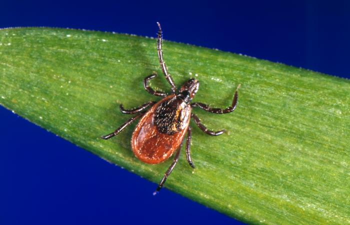 Tick on blade of grass