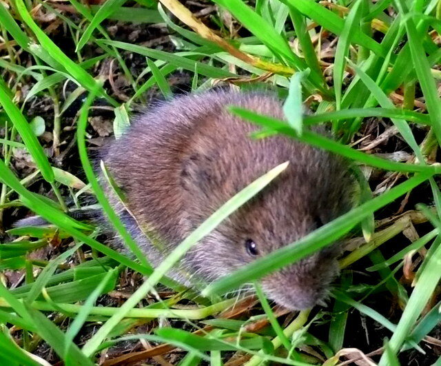 Vole in Lawn (CC)