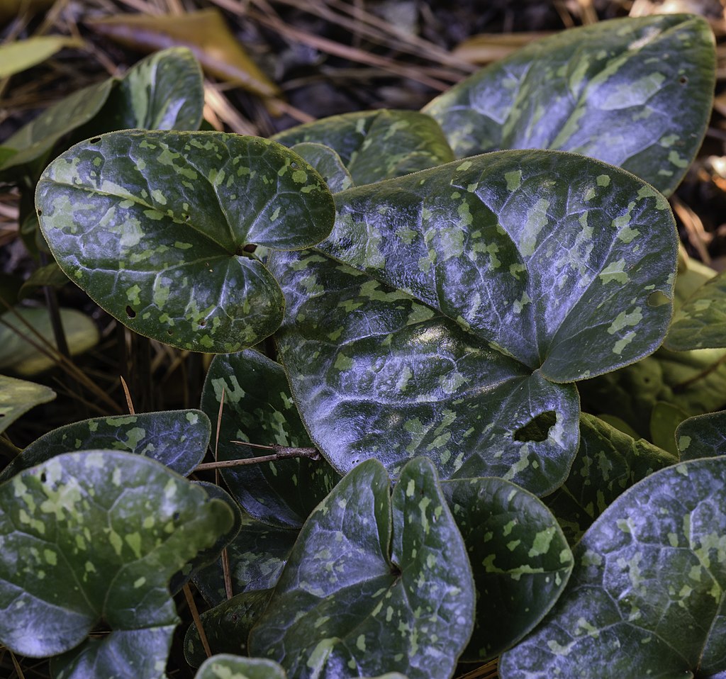 Wild Ginger groundcover 