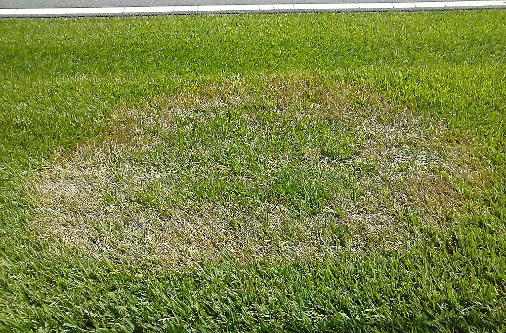 brown patch lawn disease