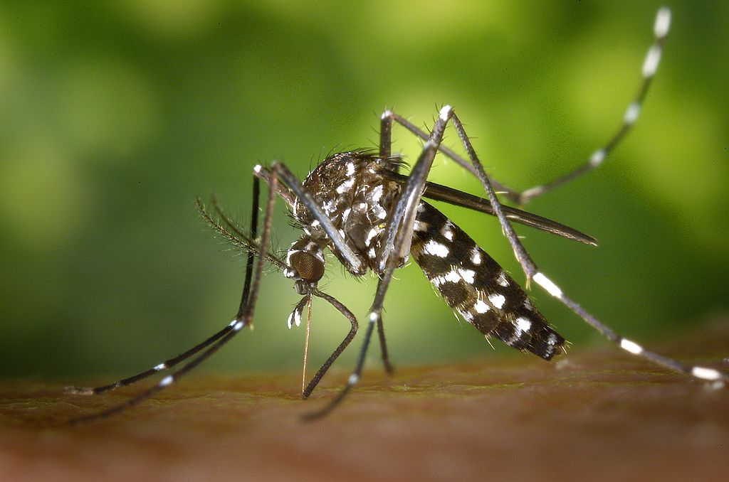 mosquito in lawn
