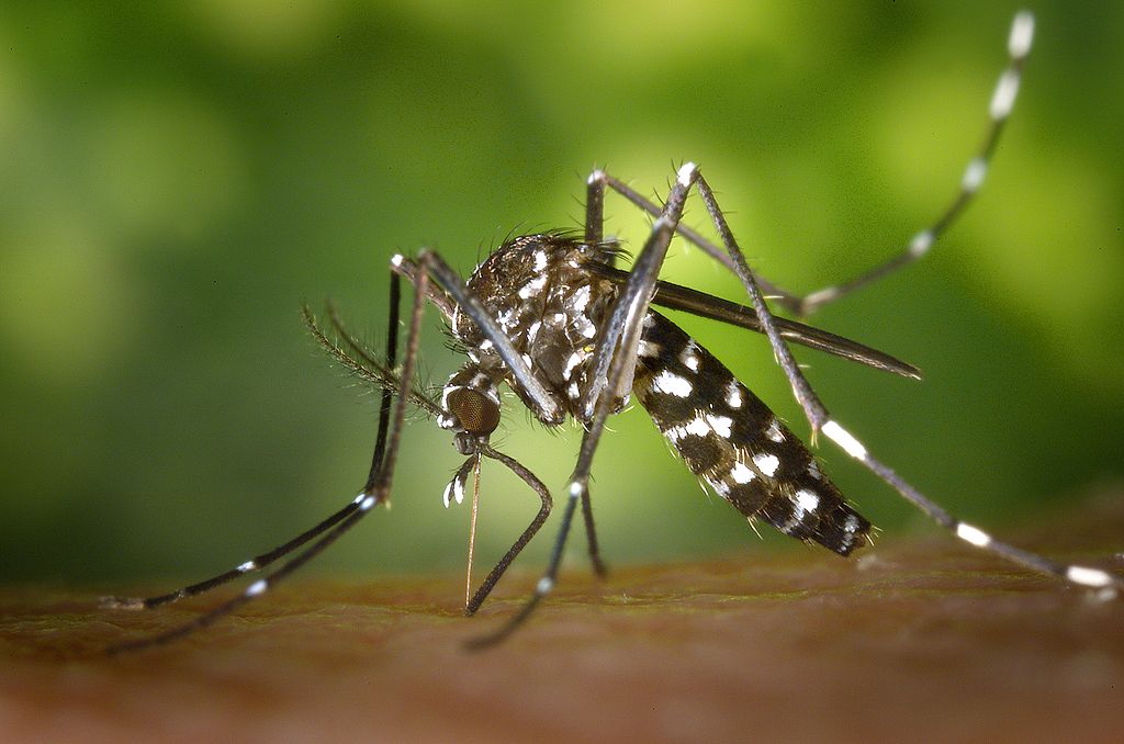 mosquito on skin up-close