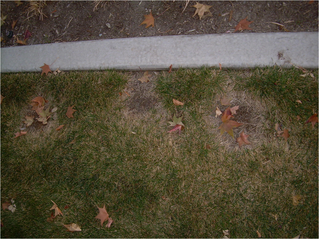 necrotic ring spot lawn fungus