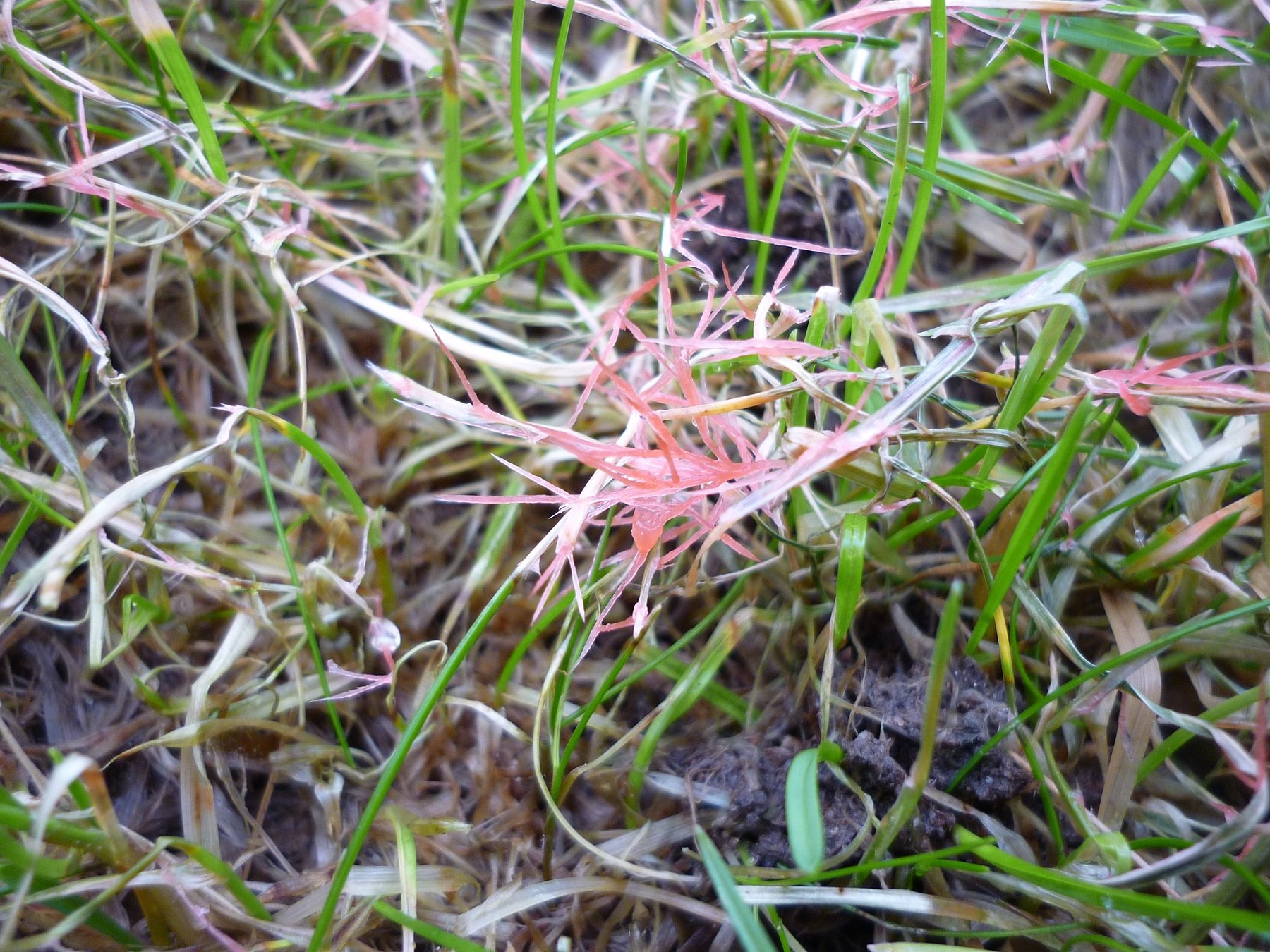 red thread lawn disease