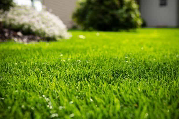 nice lawn closeup