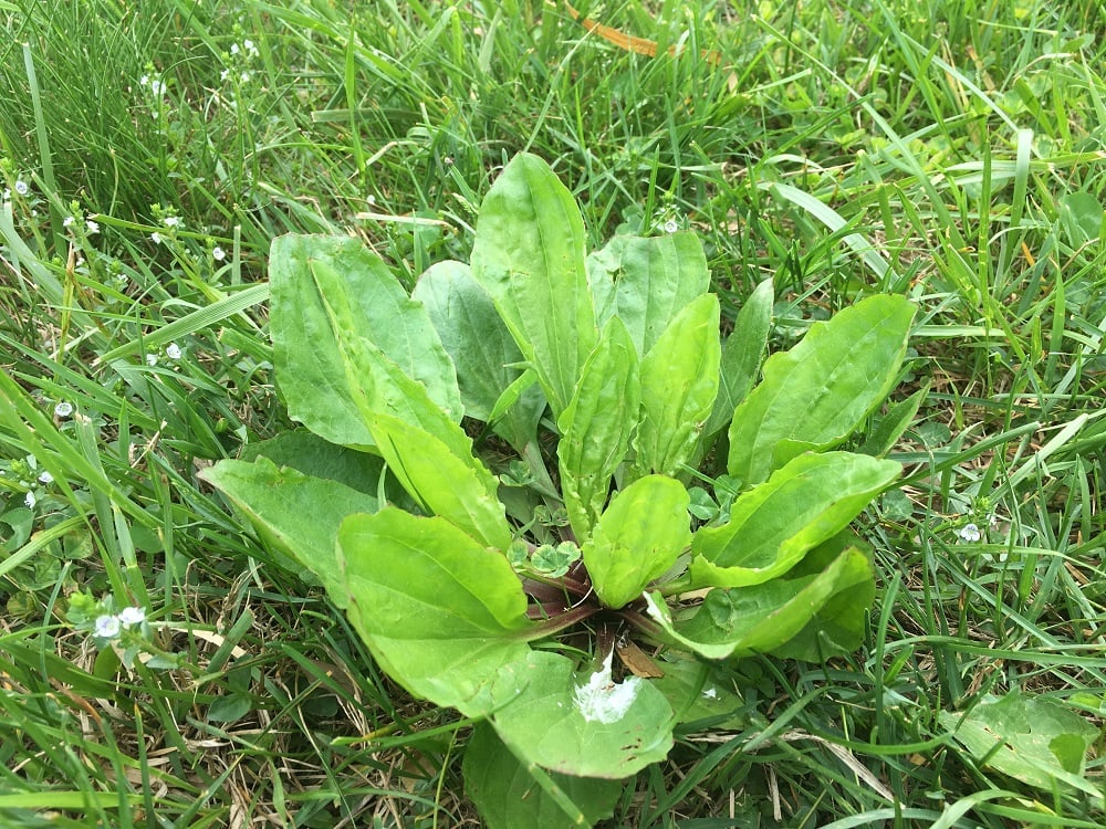 Broadleaf plantain lawn weed in Wisconsin