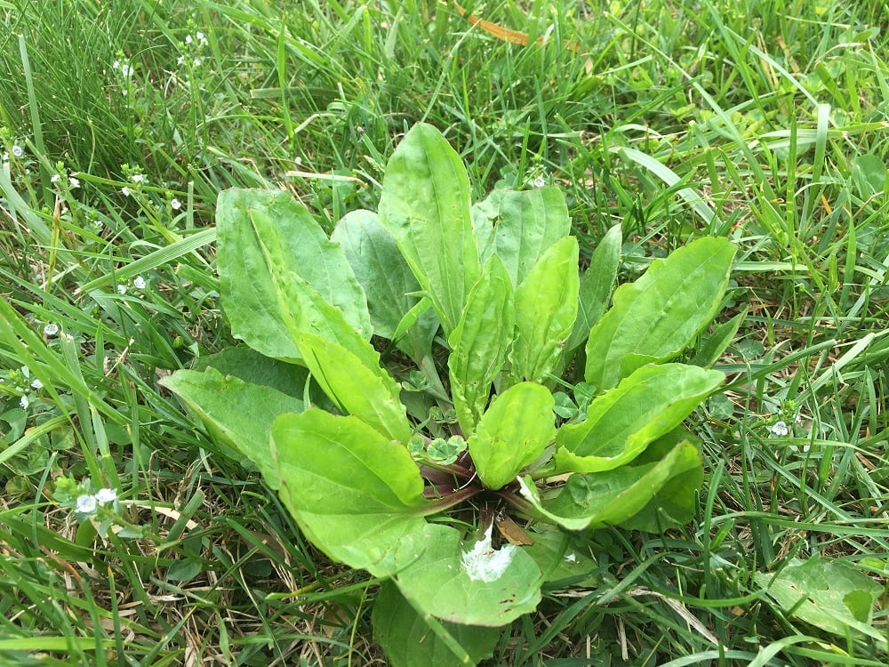 Broadleaf plantain