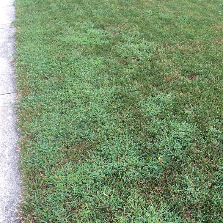 crabgrass and weeds in grass