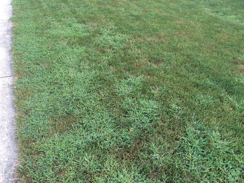 Crabgrass growing in lawn in Wisconsin