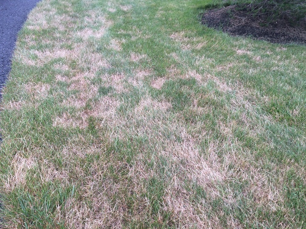 lawn with disease