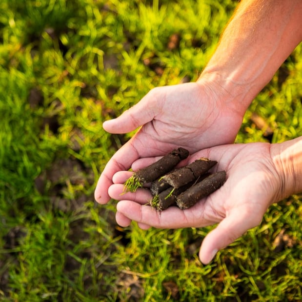 lawn care technician holding soil aeration cores