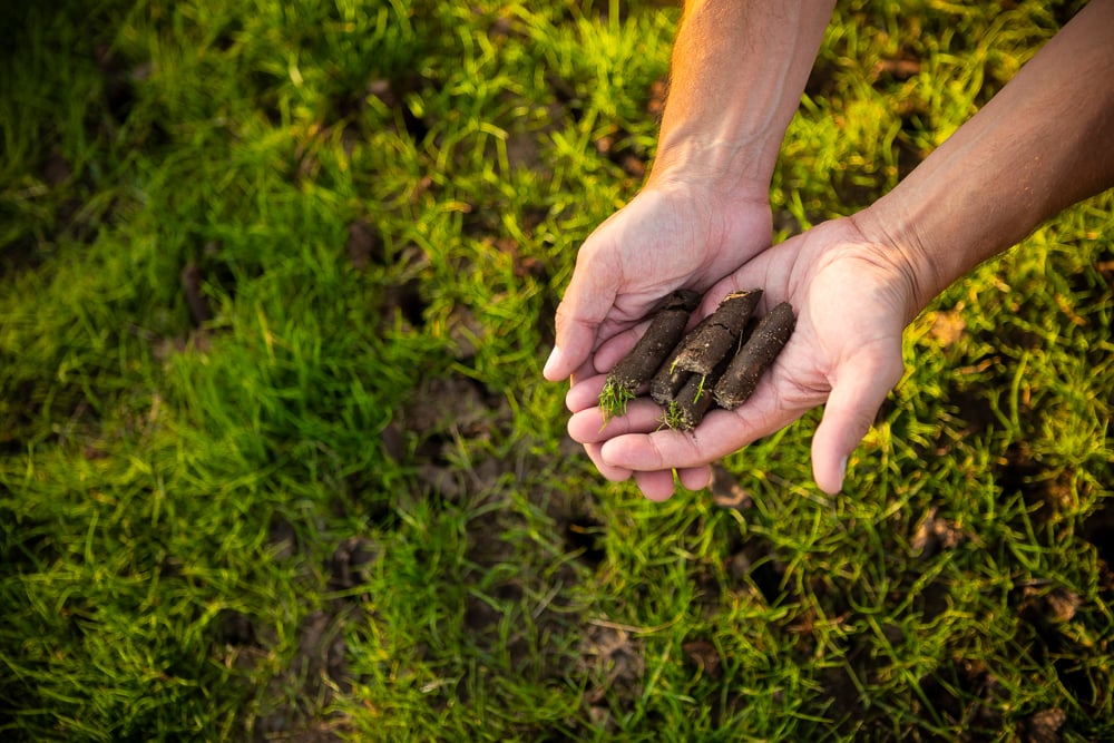 lawn care technician holding aeration cores in a lawn