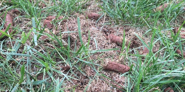 core aeration plugs left after lawn aerated with seed in bare areas