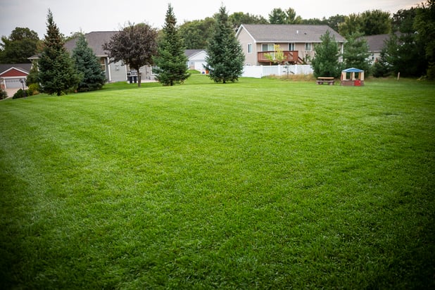 lawn mowed correctly without weeds