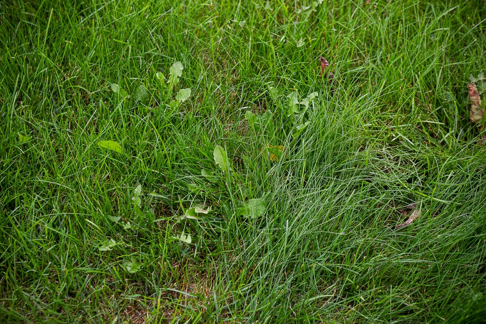 weeds growing in grass