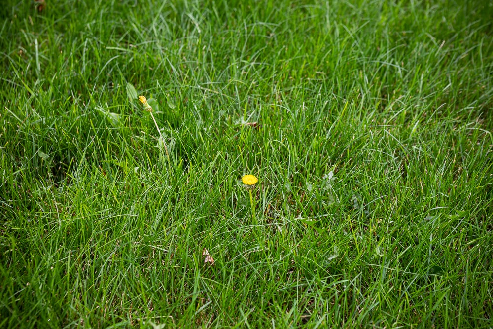 lawn with weeds
