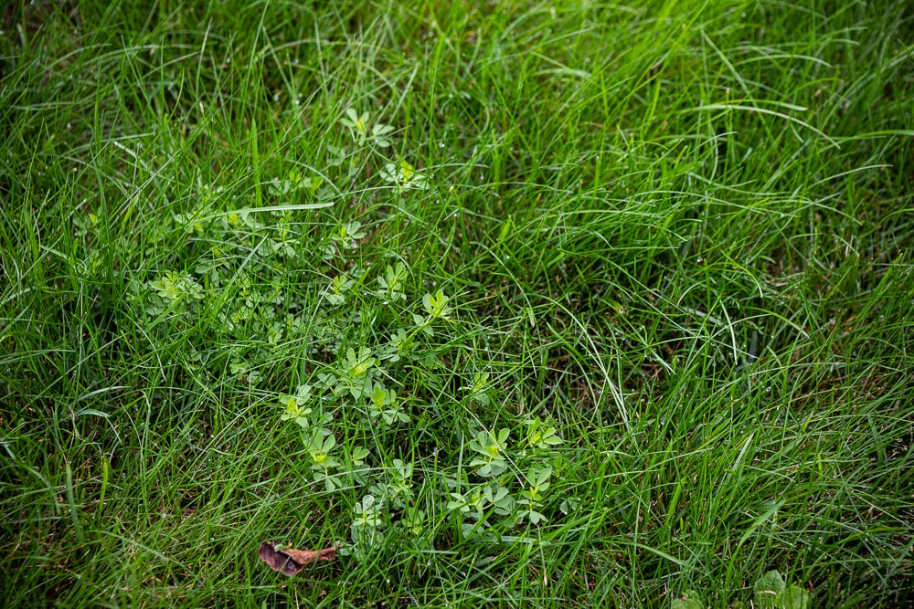 lawn close-up weeds 