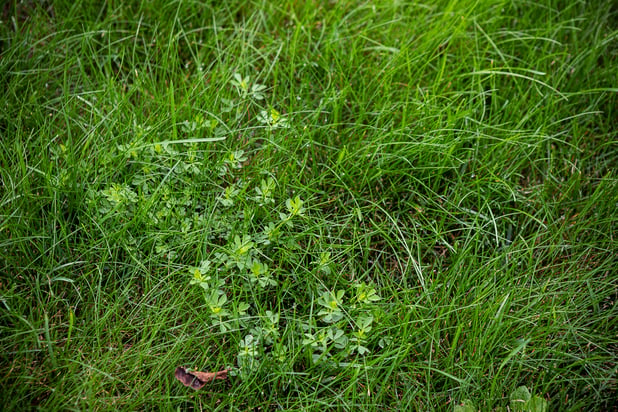 lawn with weeds in Wisconsin