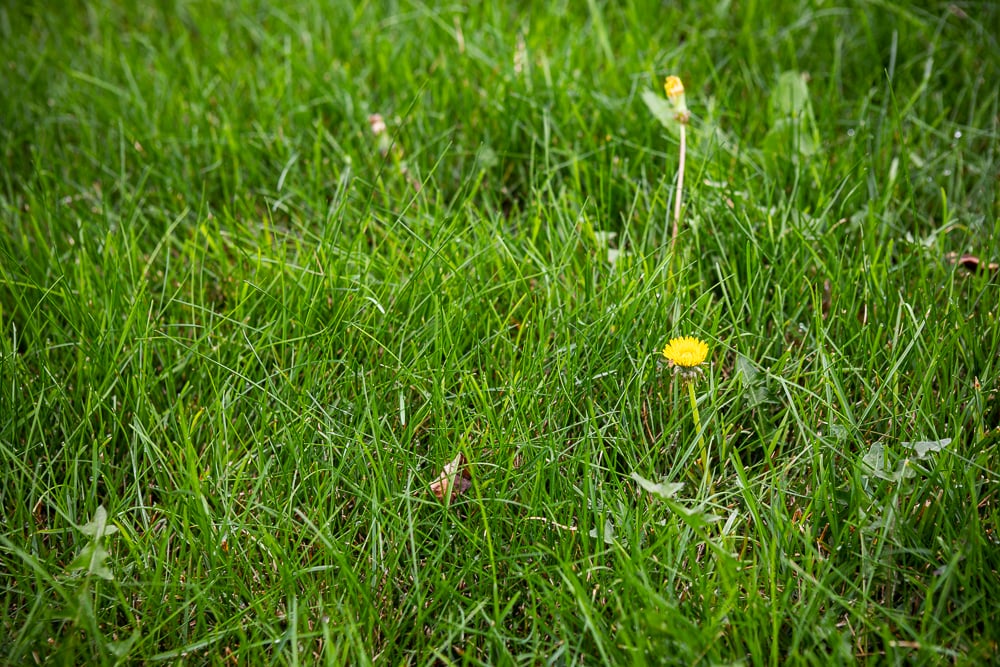 lawn close-up weeds 448