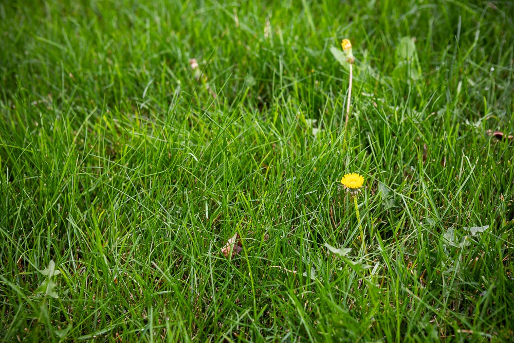 dandelion growing in grass